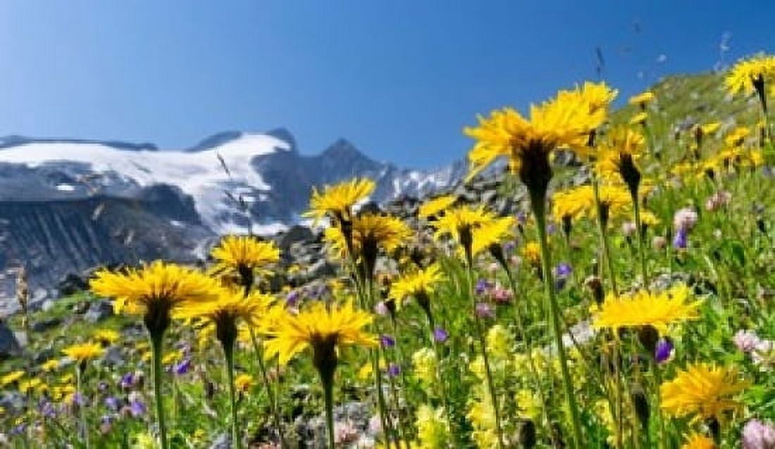 Rough Hawkbit Zillertal Alps Canvas Art - Martin Zwick DanitaDelimont (17 x 10)