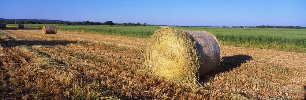 Round Bales of Hay TX Canvas Art - Panoramic Images (36 x 12)