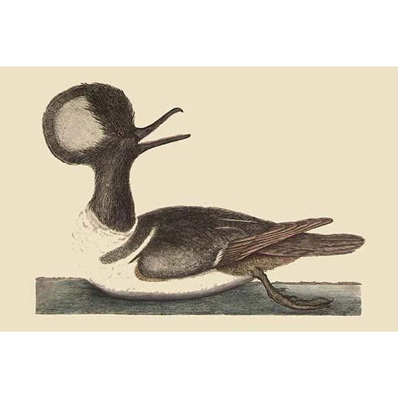 Round Crested Duck-Fine Art Canvas Print (20" x 30")