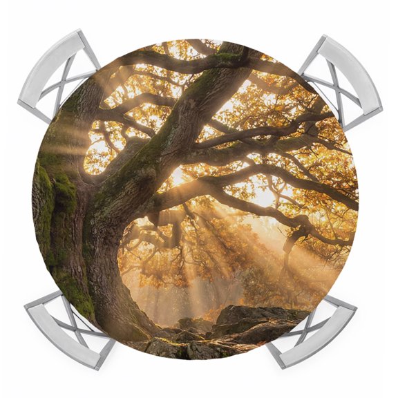 Round Fitted Tablecloth with Elastic Edge, Brown Trees Waterproof Table Cloth Table Cover for 36"-44" Tables, Vintage Rustic Forest Nature Light Scenery Tablecloths for Dining Picnic Party Outdoor