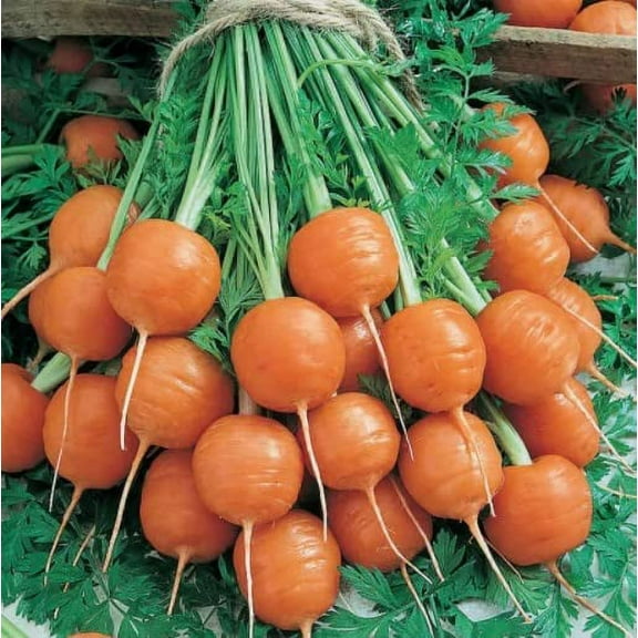 Round Parisian Carrot Seeds | Heirloom & Non-GMO Carrot Seeds | 250+ Vegetable Seeds for Planting Outdoor Home Gardens | Planting Instructions Included