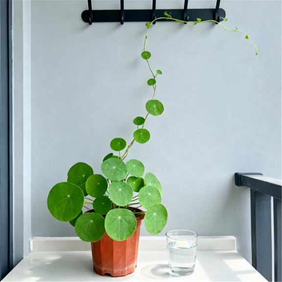 Round Stephania erecta-for-Planting Garden Stake for Indoor Decoration, Fresh Natural Accent for Patio and Office