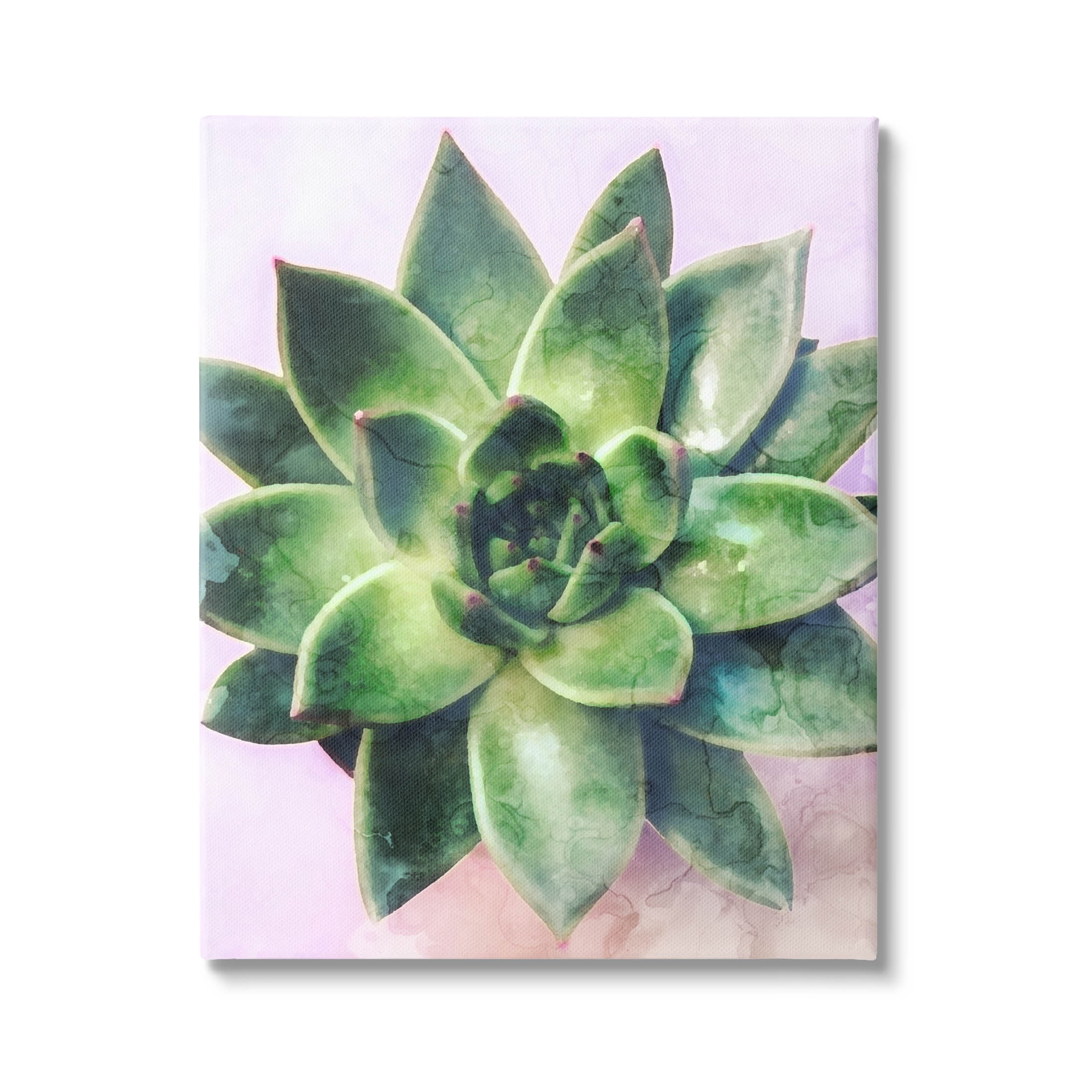 Round Succulent Plant Leaves Botanical & Floral Graphic Art Gallery Wrapped Canvas Print Wall Art