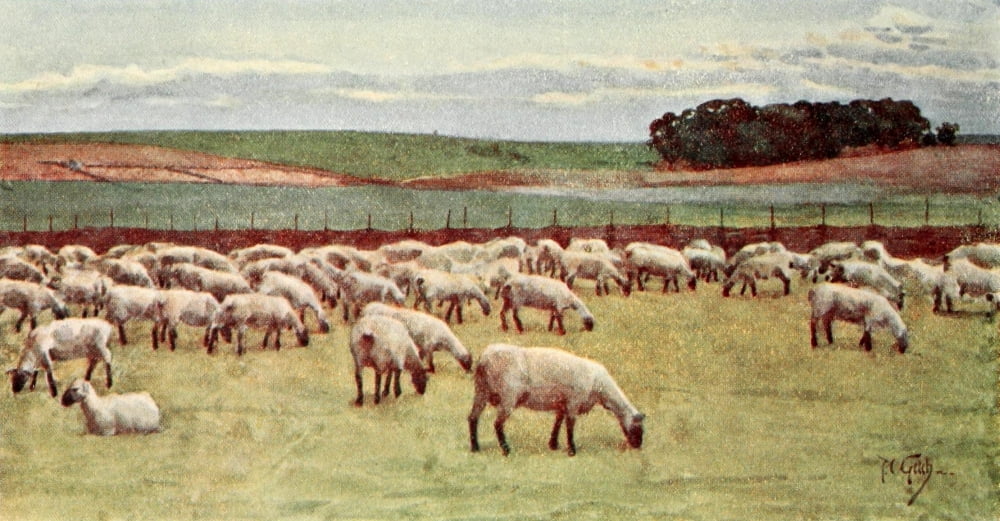 Round about Wiltshire 1907 A sheep-fold Canvas Art - Thomas Cooper Gotch (18 x 24)