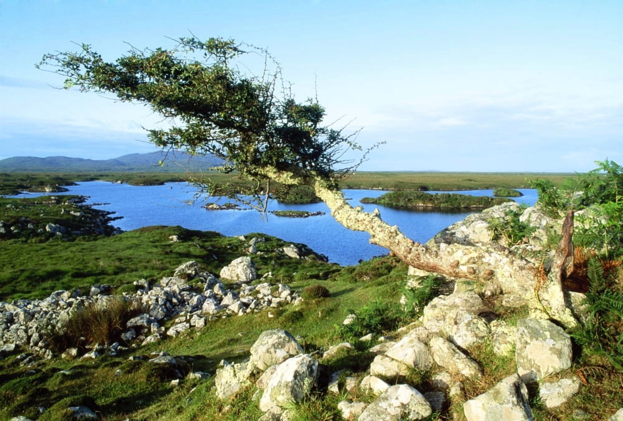 Roundstone Connemara County Galway Ireland Tree On A Bog Canvas Art - The Irish Image Collection Design Pics (36 x 24)