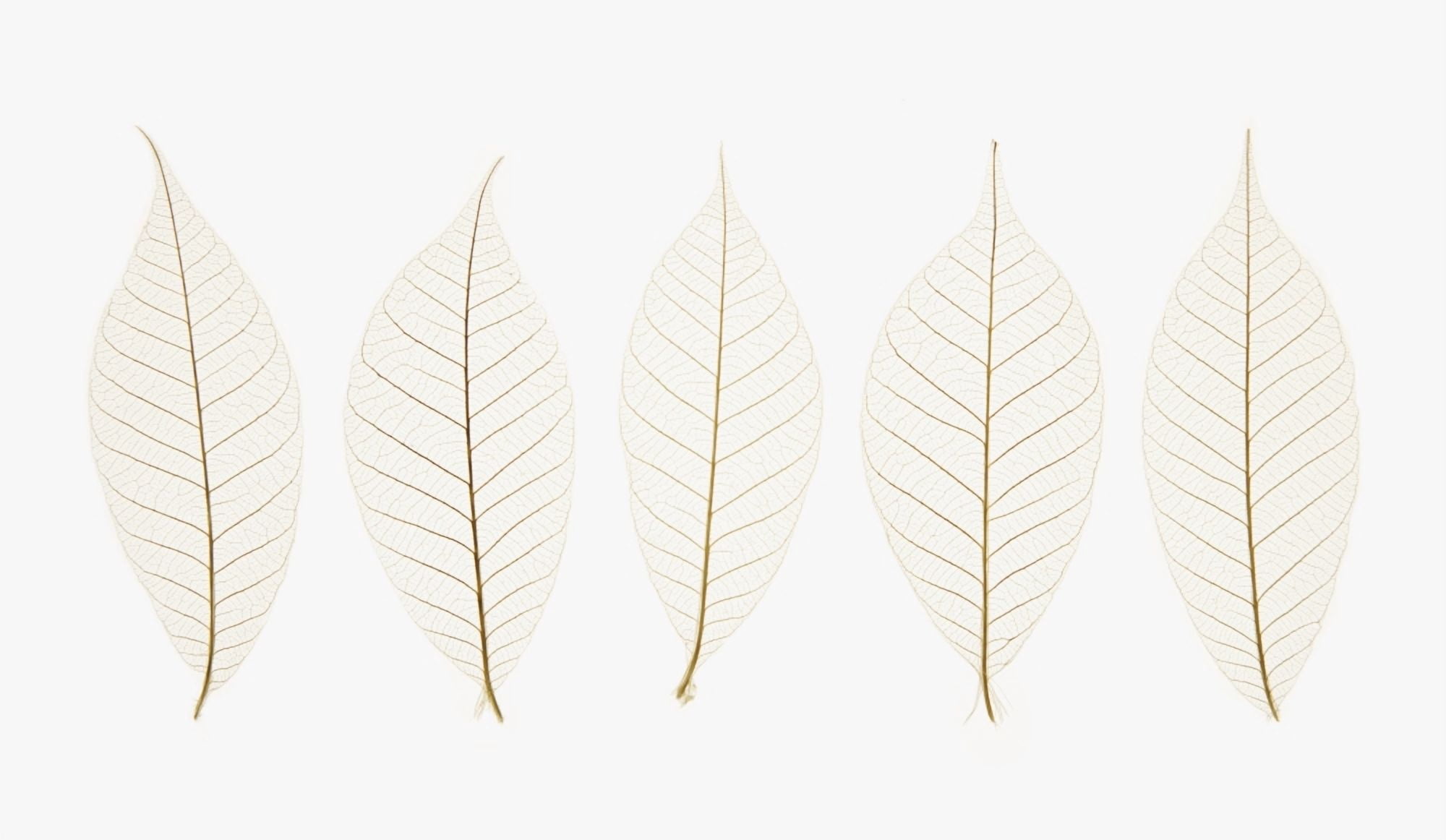 Row Of Leaves Canvas Art - Kelly Redinger Design Pics (40 x 22)