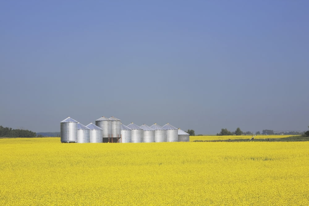 Row Of Metal Grain Bins In Canola Field Alberta Canada Canvas Art - Michael Interisano Design Pics (38 x 24)
