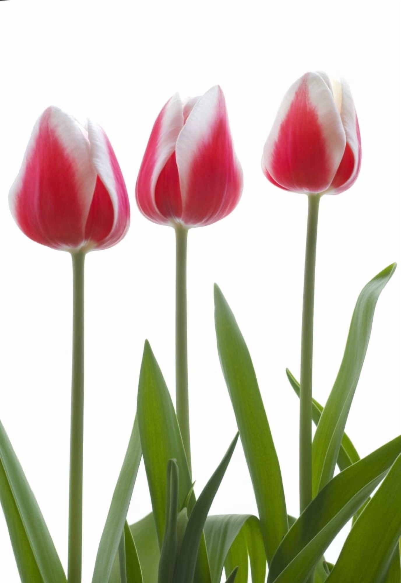 Row Of Pink Tulips On White Background Canvas Art - Chris and Kate Knorr Design Pics (24 x 36)