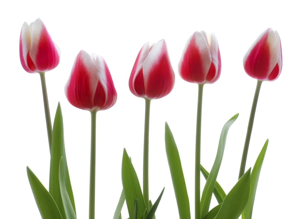 Row Of Pink Tulips On White Background Canvas Art - Chris and Kate Knorr Design Pics (36 x 26)
