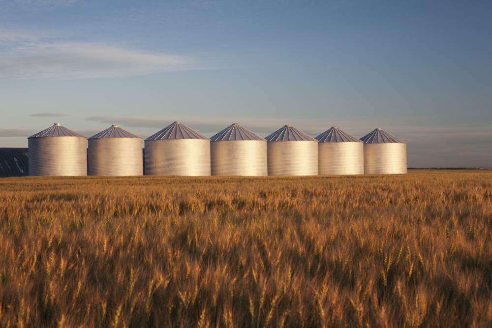 Row Of Shiny Metal Grain Bins In A Wheat Field At Sunrise Alberta Canada Canvas Art - Michael Interisano Design Pics (19 x 12)