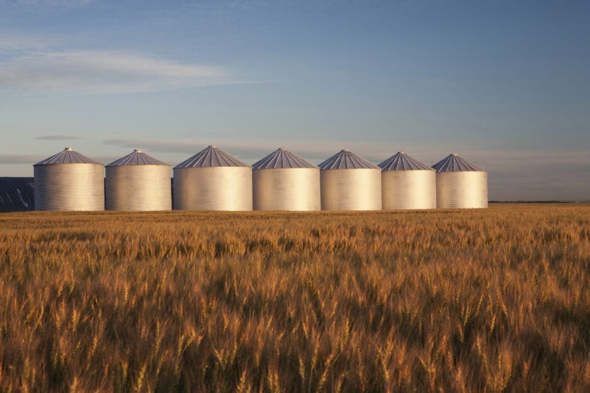 Row Of Shiny Metal Grain Bins In A Wheat Field At Sunrise Alberta Canada Canvas Art - Michael Interisano Design Pics (38 x 24)