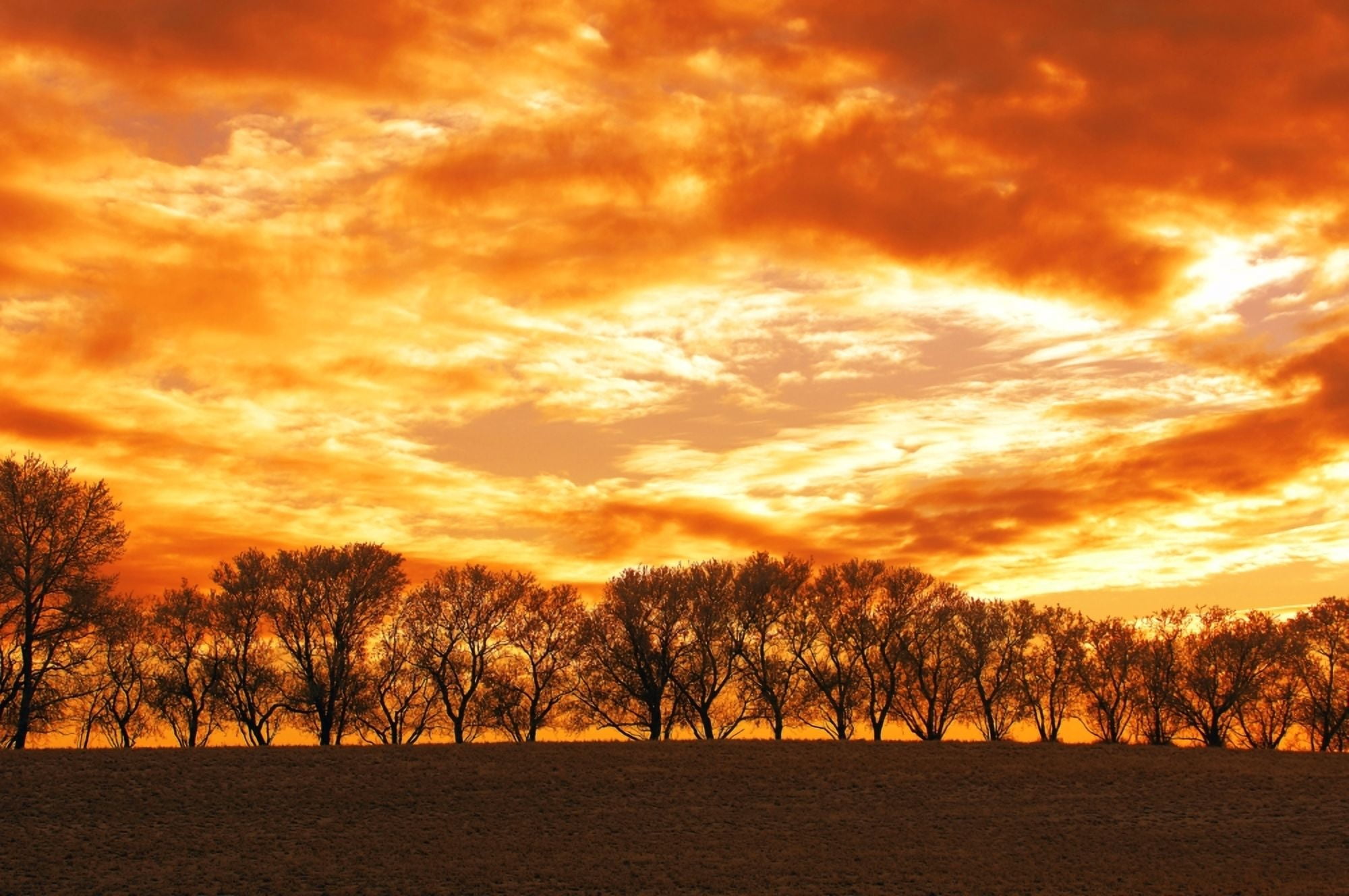 Row Of Trees Canvas Art - Dean Muz Design Pics (34 x 22)