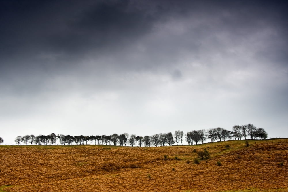 Row Of Trees In A Field Yorkshire Dales England Canvas Art - John Short Design Pics (34 x 22)