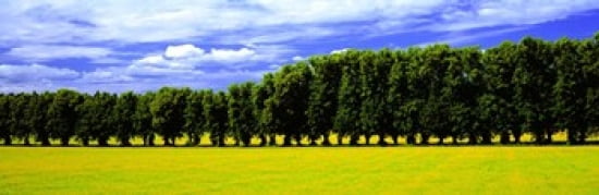 Row Of Trees Uppland Sweden Canvas Art - Panoramic Images (36 x 12)