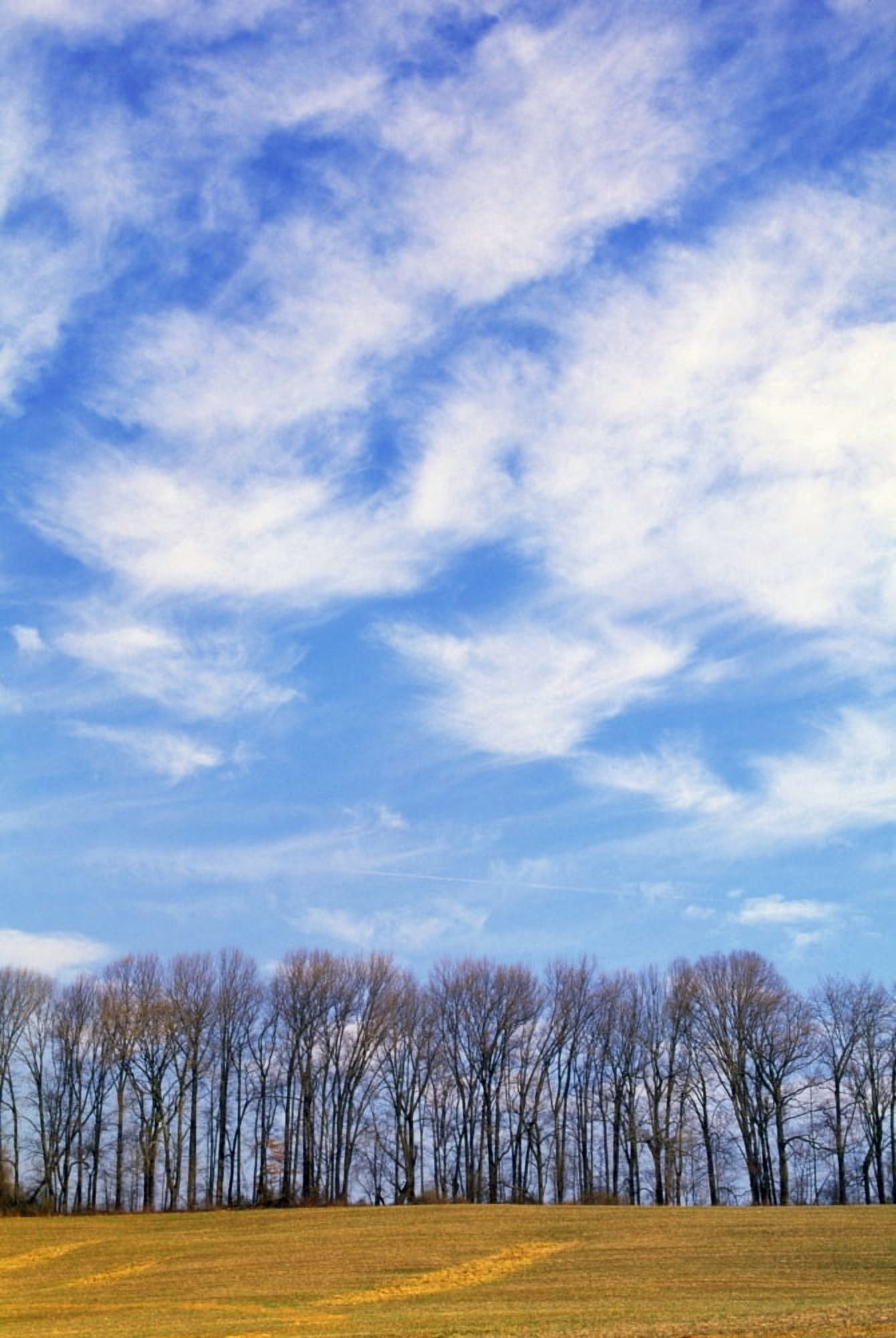 Row Of Trees With Clouds Canvas Art - Natural Selection Tony Sweet Design Pics (24 x 36)