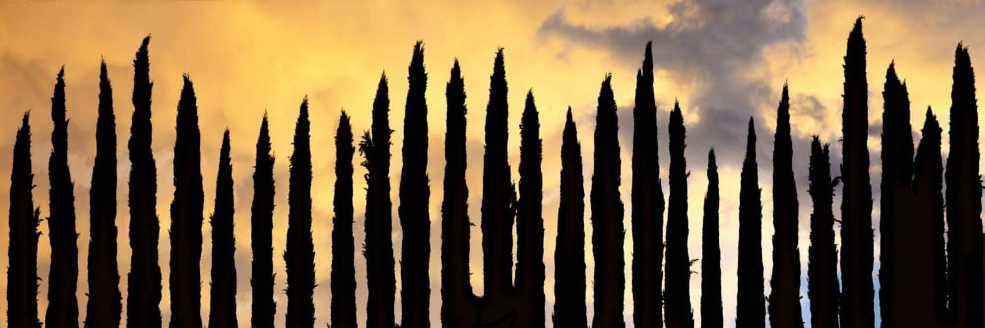 Row of Cypress trees silhouetted against a sunrise sky Temecula California USA Canvas Art - Panoramic Images (36 x 12)