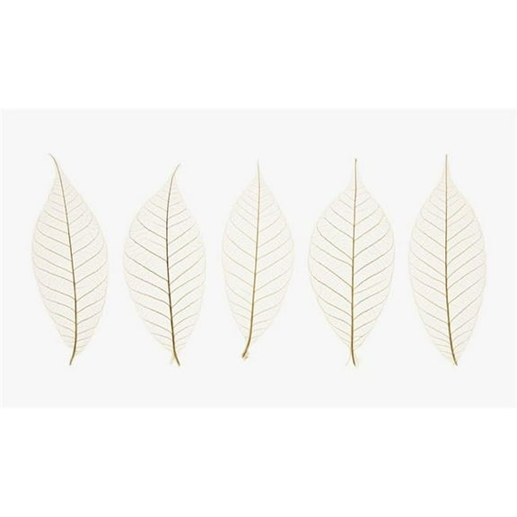 Row of Leaves Poster Print by Kelly Redinger, 20 x 11