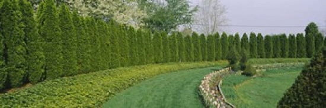 Row of arbor vitae trees in a garden Ladew Topiary Gardens Monkton Baltimore County Maryland USA Canvas Art - Panoramic Images (18 x 6)