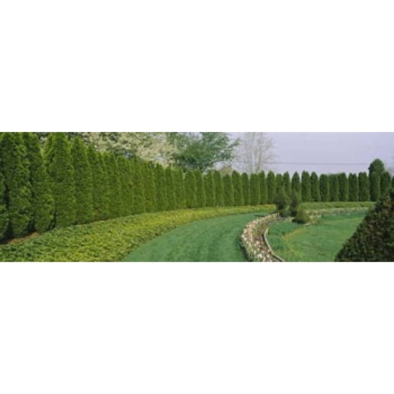Row of arbor vitae trees in a garden, Ladew Topiary Gardens, Monkton, Baltimore County, Maryland, USA Poster Print (18 x 6)