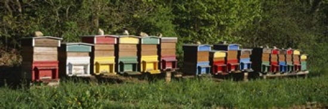 Row of beehives Switzerland Canvas Art - Panoramic Images (18 x 6)