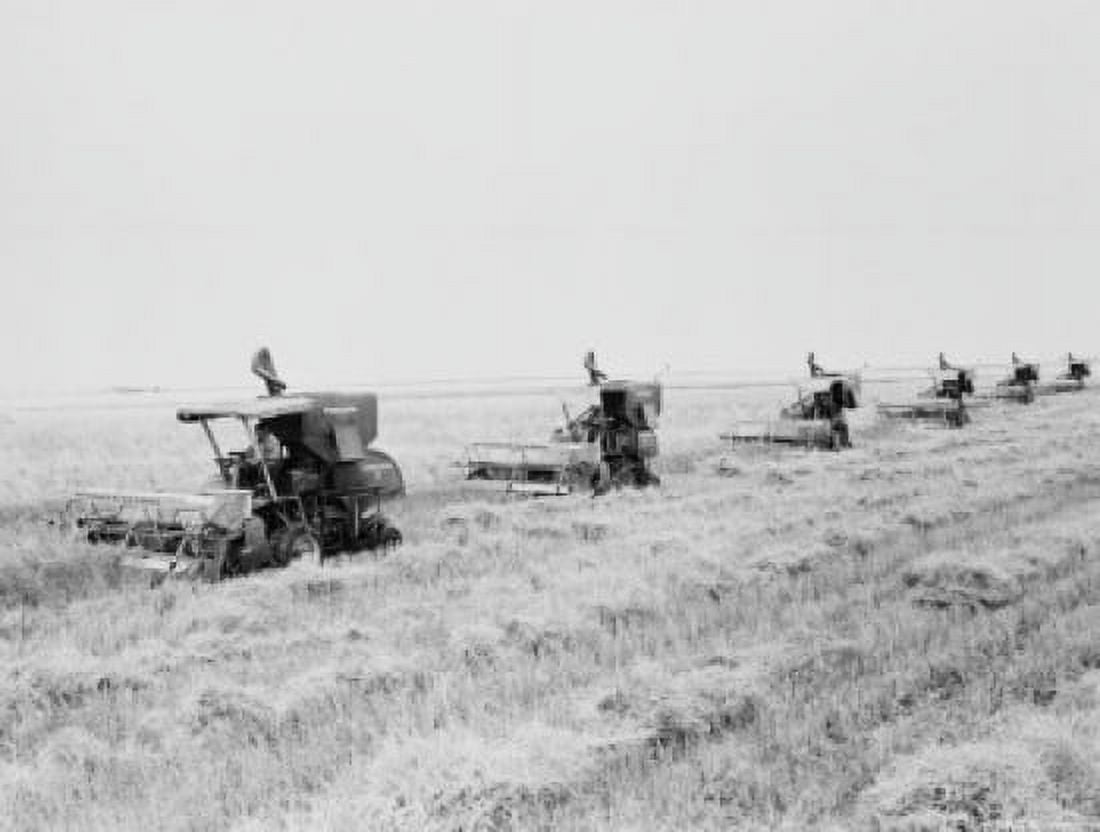 Row of combine harvesters in wheat field Canvas Art - (18 x 24)