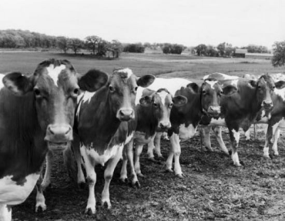 Row of cows standing in field Canvas Art - (18 x 24)
