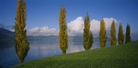 Row of poplar trees along a lake Lake Zug Switzerland Canvas Art - Panoramic Images (24 x 12)