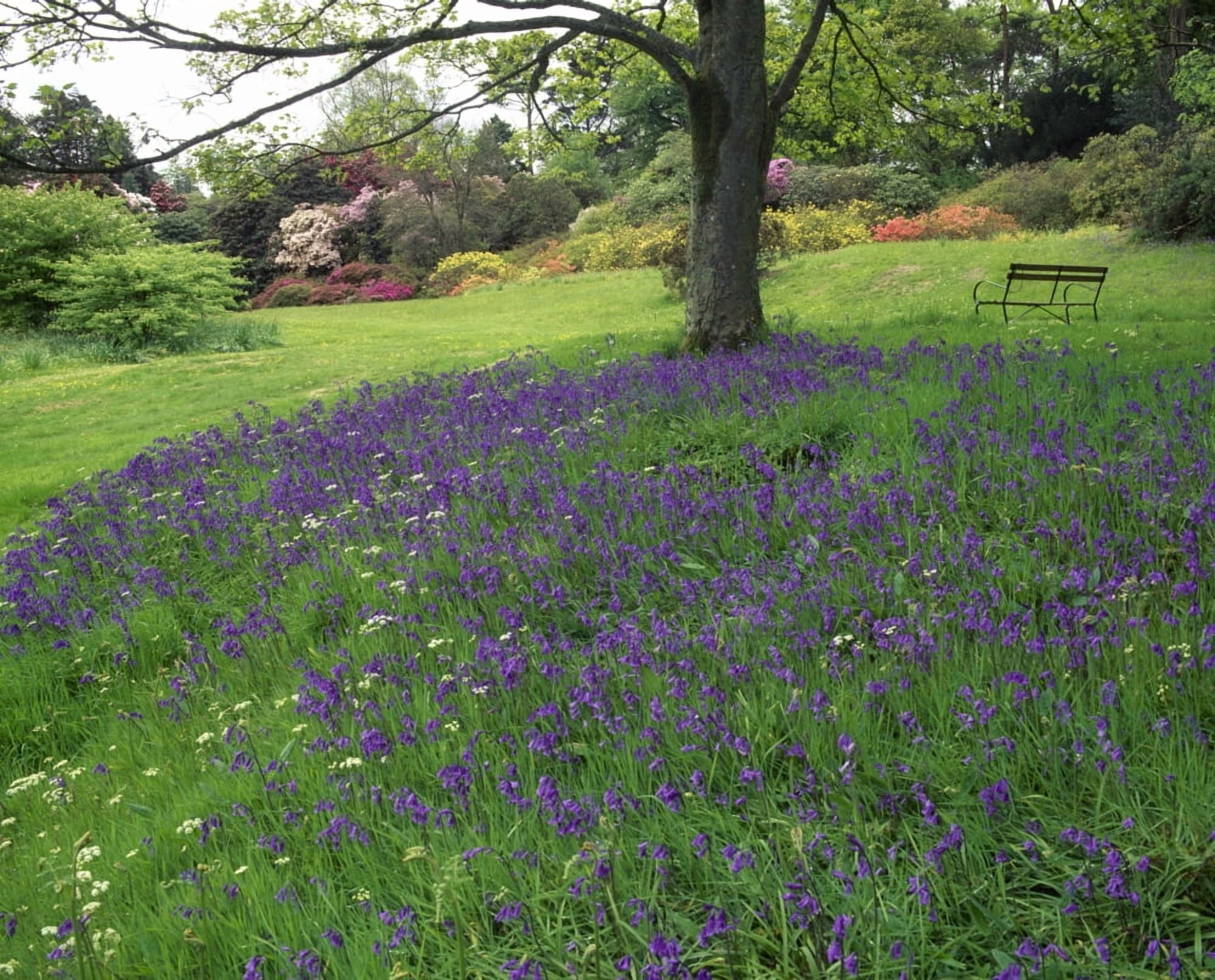 Rowallane Garden Co Down Ireland Wild Garden Canvas Art - The Irish Image Collection Design Pics (17 x 13)