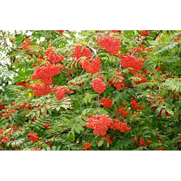 Rowan, (European Mountain Ash), Sorbus aucuparia, Tree Seeds (50 Seeds)