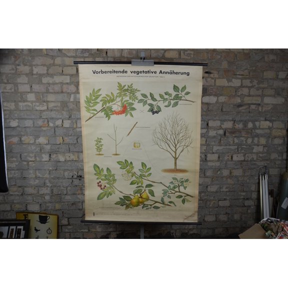 Rowan Mountain Ash Hybrids Chart, Unframed Paper Poster 8x10in