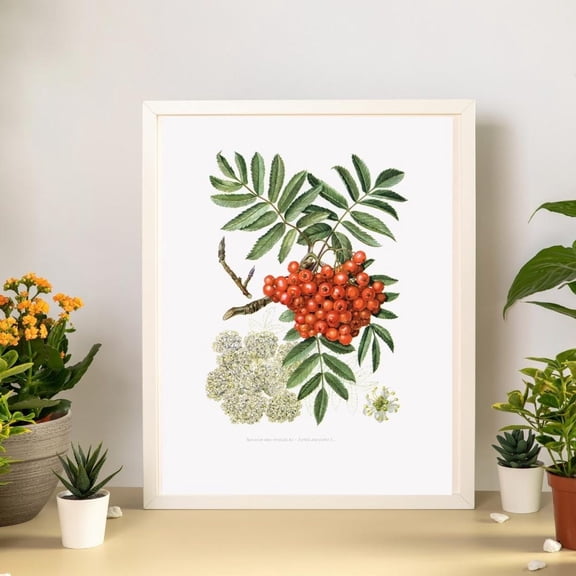 Rowan Tree Botanical Print, Red Berries Wall Art, Unframed Paper Poster 8x10in