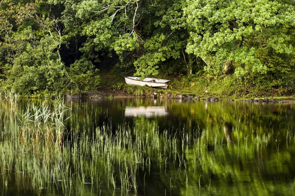 Rowboat Moored On The Bank Of A Lake Boat Along The Shore Canvas Art - Peter McCabe Design Pics (34 x 22)