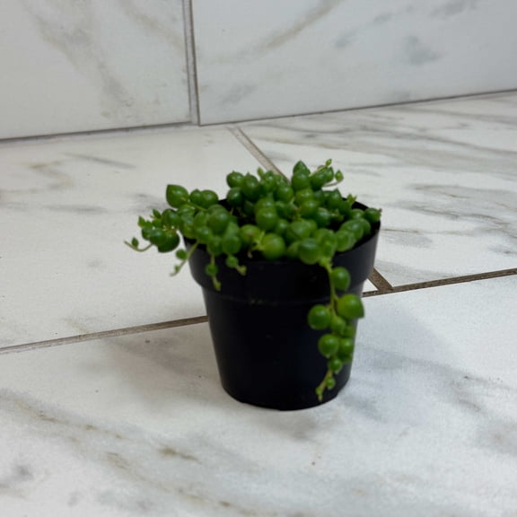 Rowleyanus String of Pearls, 2" Plant, The Plant Farm