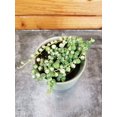thumbnail image 1 of Rowleyanus String of Pearls Marble, 2" Plant, The Plant Farm, 1 of 2