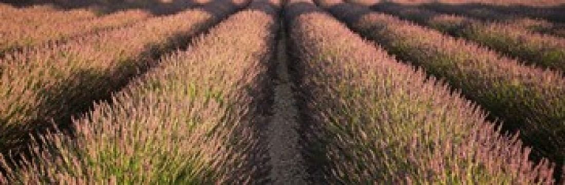 Rows Lavender Field Pays De Sault Provence France Canvas Art - Panoramic Images (18 x 6)
