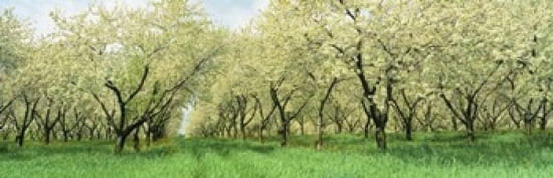 Rows Of Cherry Tress In An Orchard Minnesota USA Canvas Art - Panoramic Images (18 x 6)