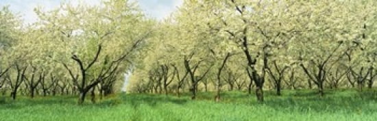 Rows Of Cherry Tress In An Orchard Minnesota USA Canvas Art - Panoramic Images (36 x 12)