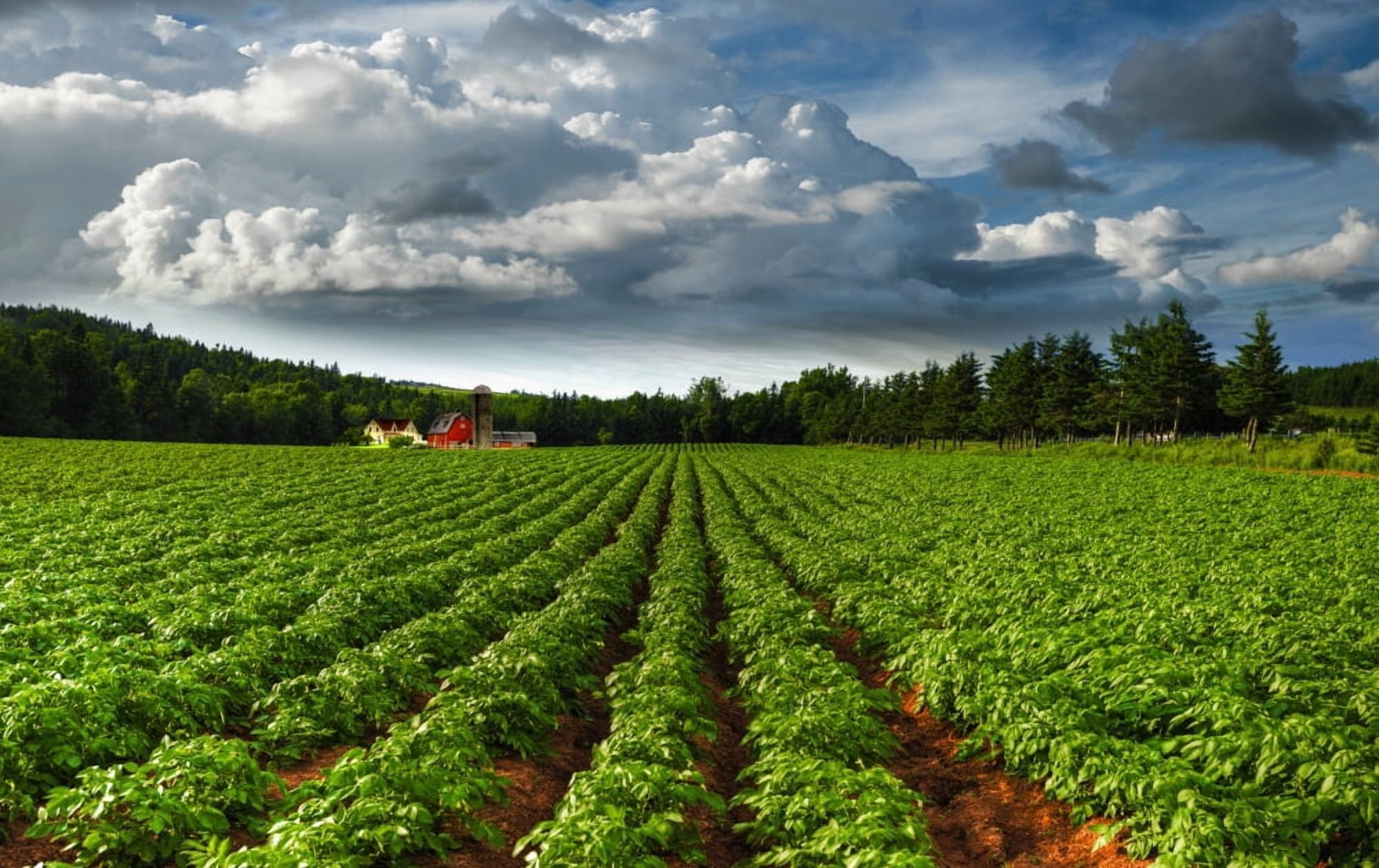 Rows Of Crops In A Potato Field Prince Edward Island Canada Canvas Art - Richard Desmarais Design Pics (19 x 12)