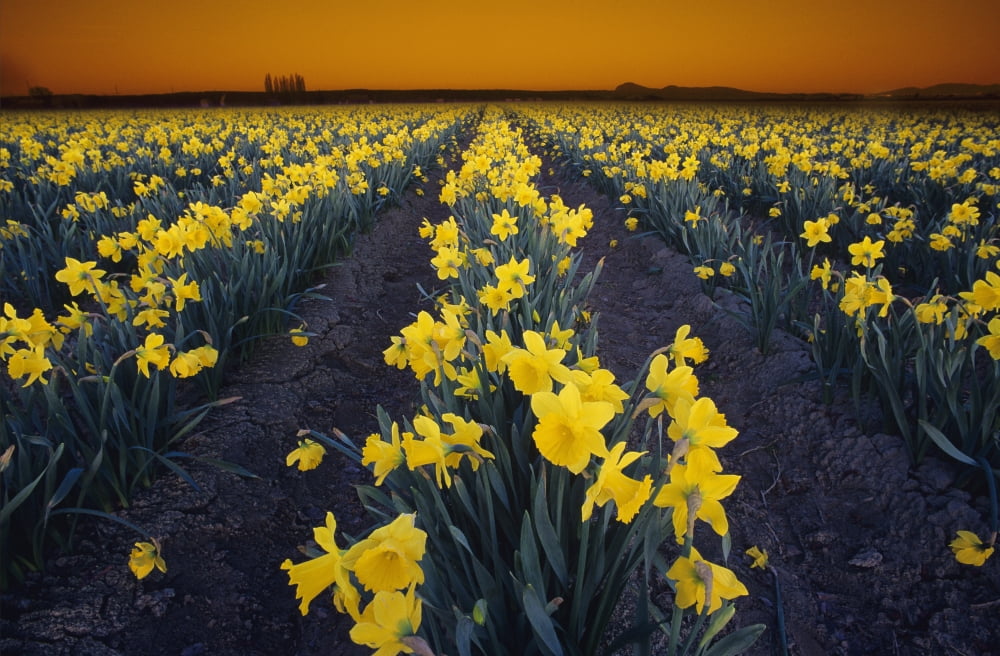 Rows Of Daffodils Canvas Art - Bilderbuch Design Pics (36 x 22)