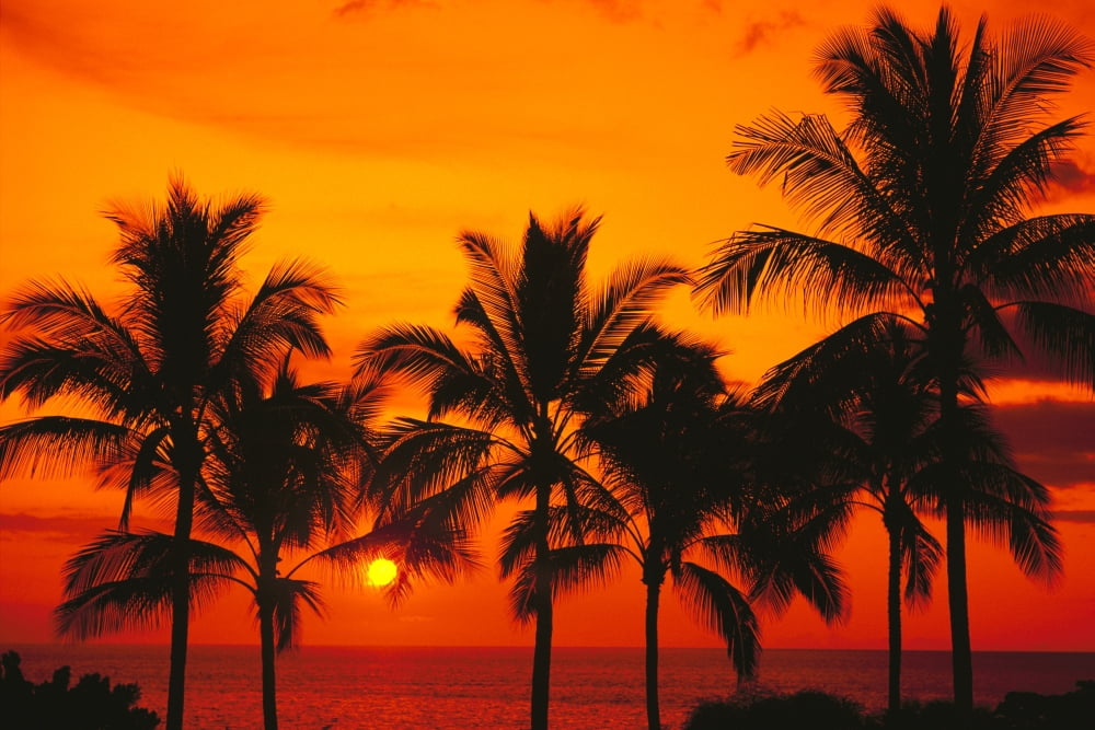Rows Of Palm Trees Silhouetted By Fiery Orange Sunset Over Ocean Canvas Art - Bill Schildge Design Pics (38 x 24)