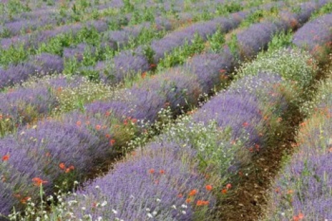 Rows of Lavender in France Canvas Art - Brenda Tharp DanitaDelimont (36 x 24)