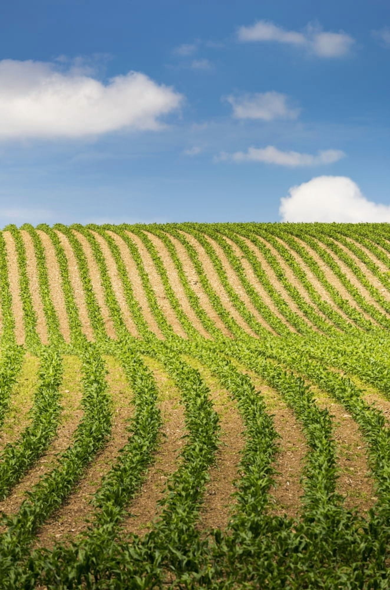 Rows of a corn field on a hilly slope with blue sky and clouds Glomel Brittany France Canvas Art - Michael Interisano Design Pics (12 x 19)