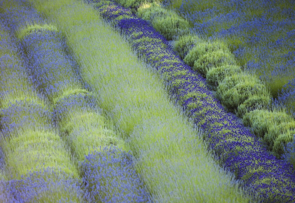 Rows of different lavender plants in a field in the cowichan valleyBritish columbia canada Canvas Art - Debra Brash Design Pics (18 x 12)