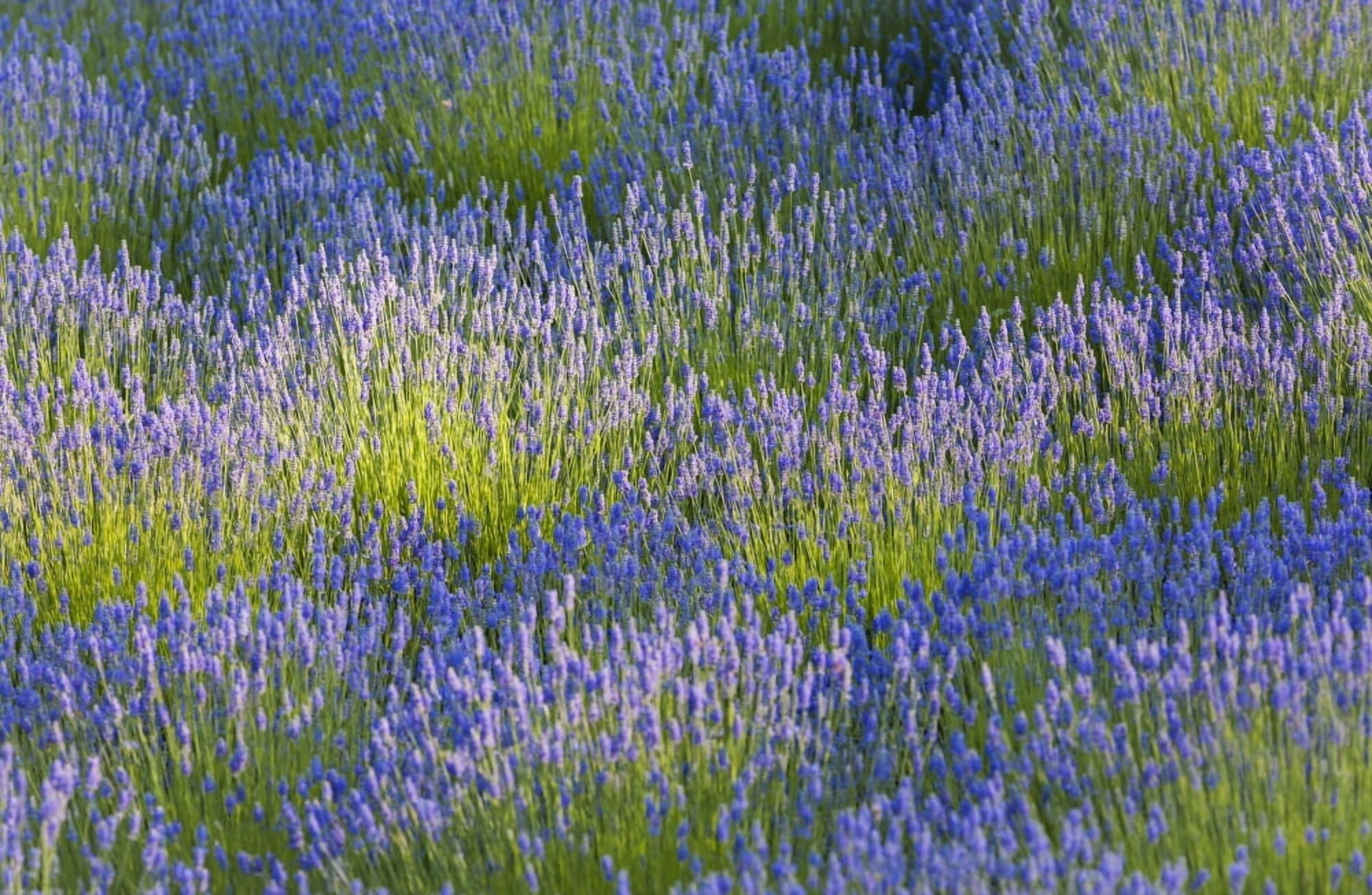 Rows of lavender plants in a field in the cowichan valleyVancouver island british columbia canada Canvas Art - Debra Brash Design Pics (19 x 12)