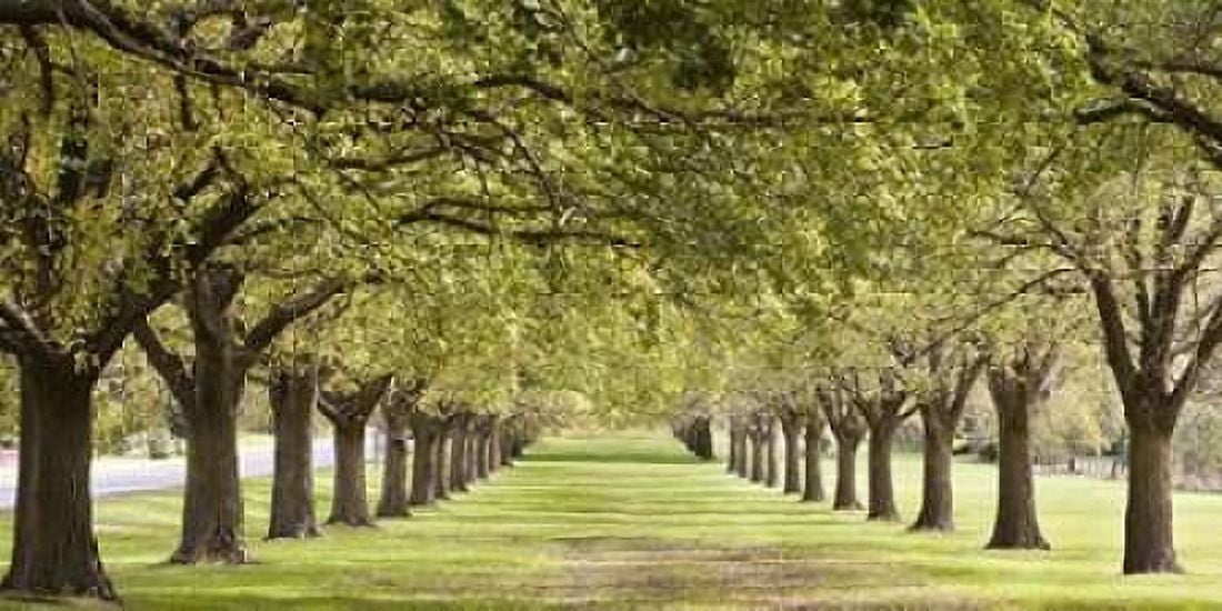 Rows of trees bordering greensward Canvas Art - Ocean IMAGES (24 x 48)