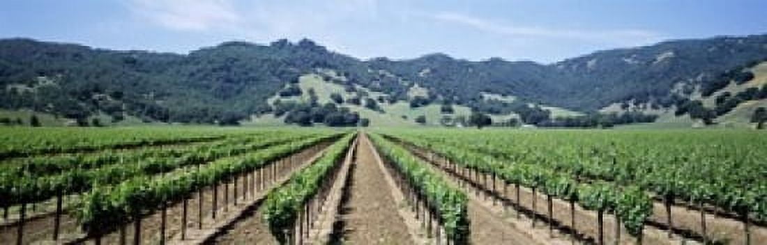 Rows of vine in a vineyard Hopland California USA Canvas Art - Panoramic Images (18 x 6)