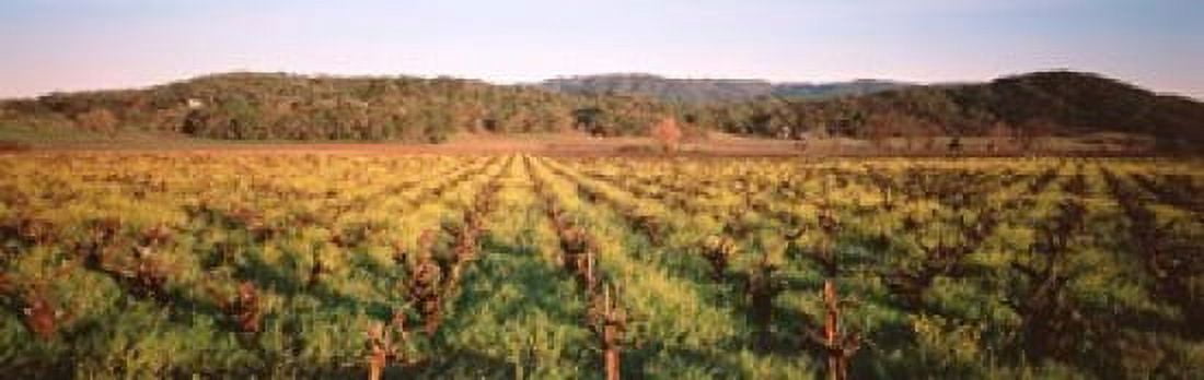 Rows of vine in a vineyard Hopland California USA Canvas Art - Panoramic Images (18 x 6)