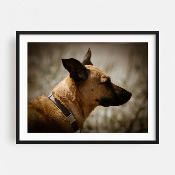 Roxy Serenity in Profile - Ocean Shores Washington Photography Dog Animal Wildlife Silhouette Portrait Nature Moody Black Framed Wall Art Print 5 x 7 inches