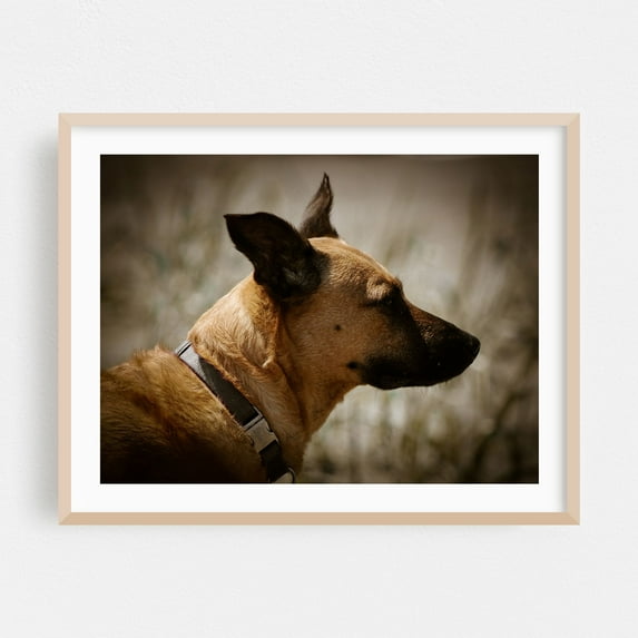 Roxy Serenity in Profile - Ocean Shores Washington Photography Dog Animal Wildlife Silhouette Portrait Nature Moody Oak Framed Wall Art Print 18 x 24 inches