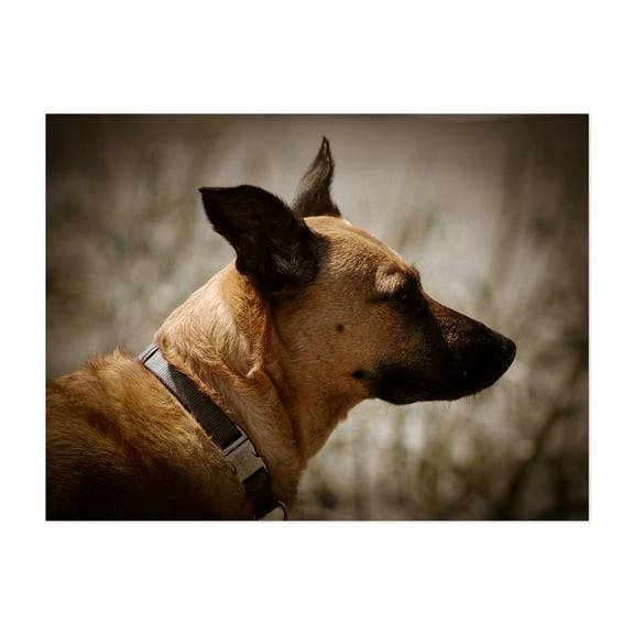 Roxy Serenity in Profile - Ocean Shores Washington Photography Dog Animal Wildlife Silhouette Portrait Nature Moody Unframed Wall Art Print 5 x 7 inches